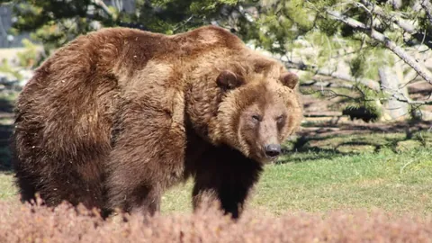 中国男篮在亚预赛中以42分优势完胜日本，成功挺进正赛